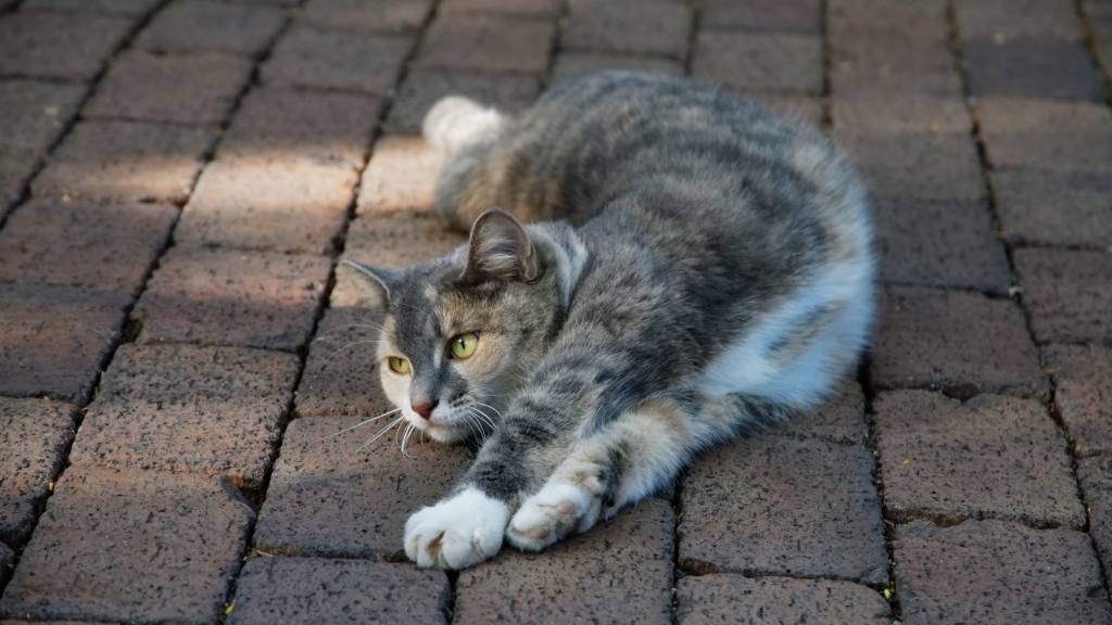 04 - Key West (9) Hemingway Home.jpg